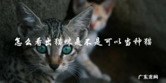 如何判断一只猫是否适合作为种猫？