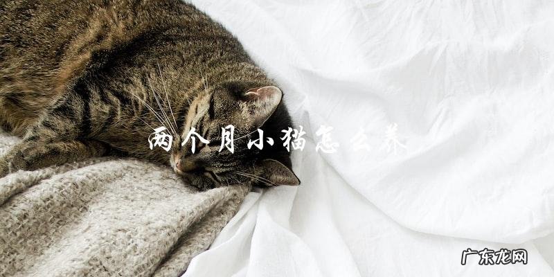 如何养护两个月大的小猫?