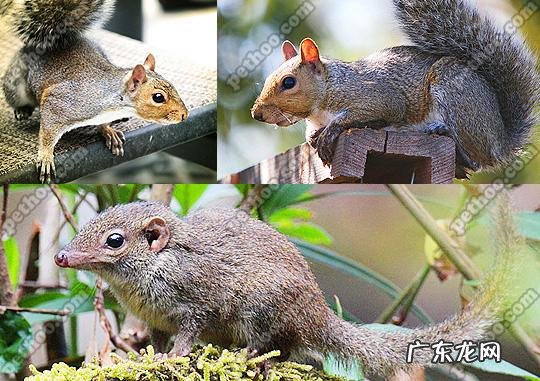 松鼠和老鼠是同类吗