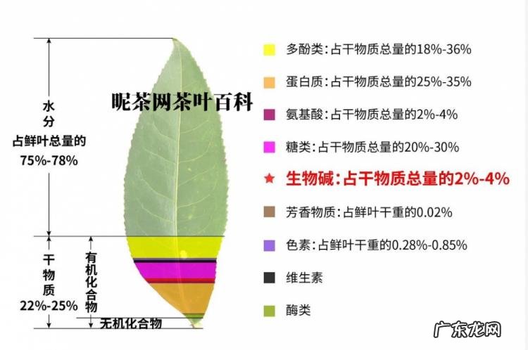 茶叶中的茶碱是什么