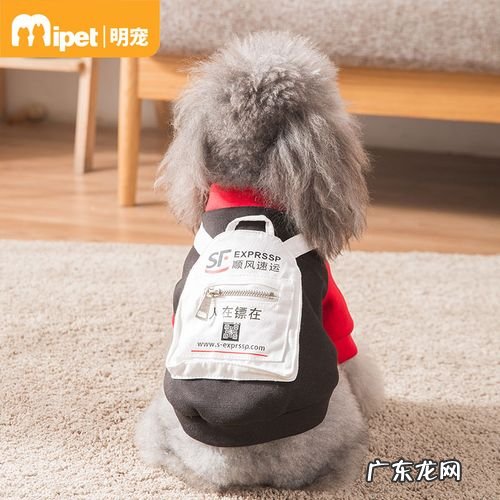 宠物快递怎么寄顺丰多少钱