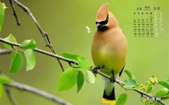小鸟壁纸怎么关闭自动更换
