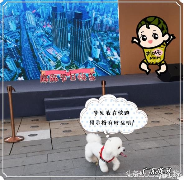 梦见狗是什么预兆咬我 梦见狗是什么预兆