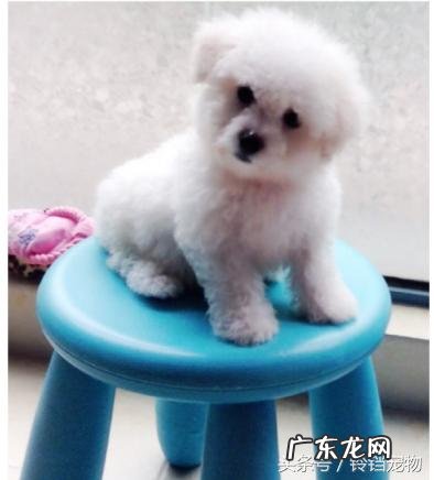 梦见狗是什么预兆咬我 梦见狗是什么预兆