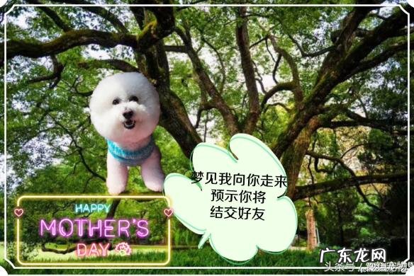 梦见狗是什么预兆咬我 梦见狗是什么预兆