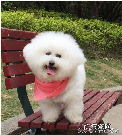 梦见狗是什么预兆咬我 梦见狗是什么预兆