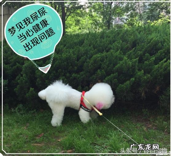 梦见狗是什么预兆咬我 梦见狗是什么预兆