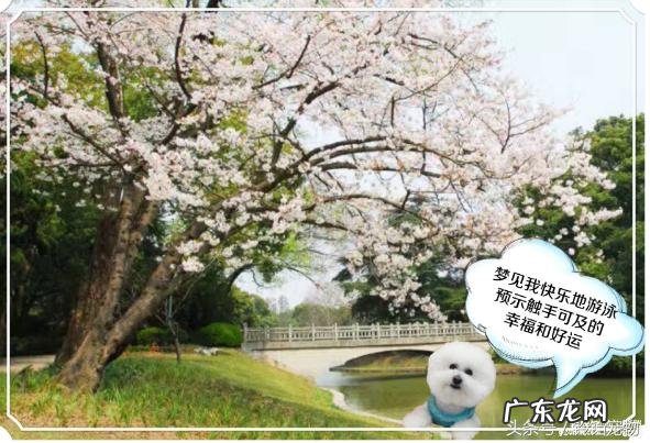 梦见狗是什么预兆咬我 梦见狗是什么预兆