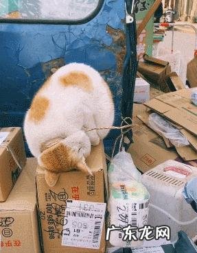 怎么寄猫咪快递