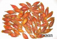 黄杞子的功效与作用