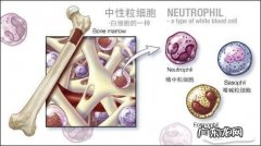 淋巴细胞比率偏高是什么意思 中性粒细胞偏低是什么意思