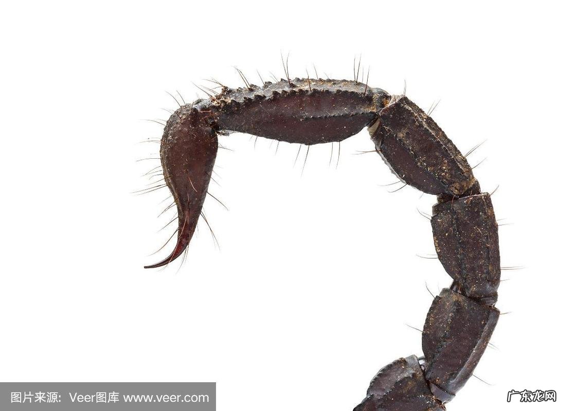 蝎子是软体类动物吗