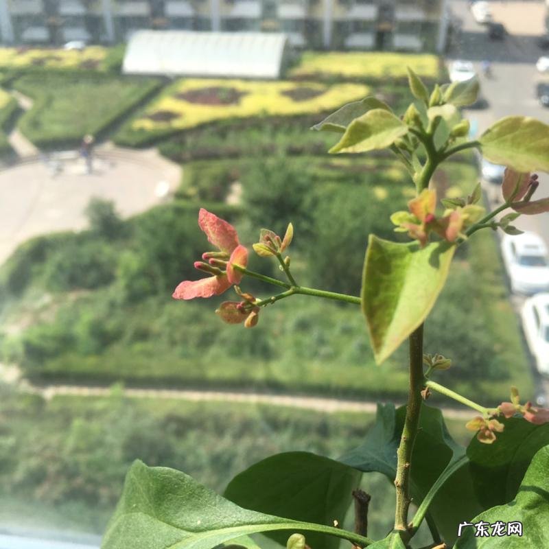 花苞怎么快速开花