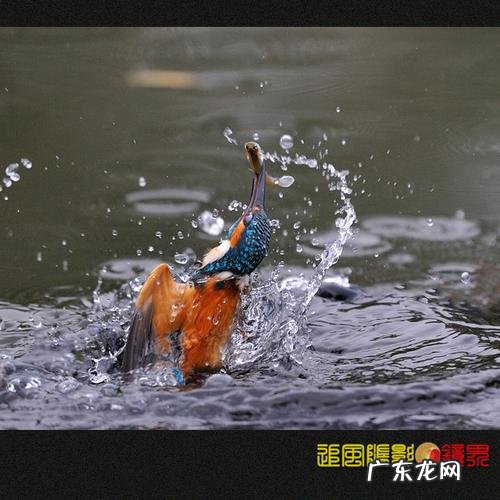 出水芙蓉猜一个动物