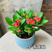 哪些植物防辐射好？适合孕妇养呢