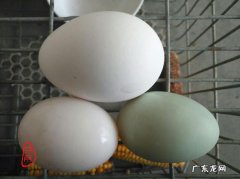樱桃谷鸭蛋和鹅蛋的区别