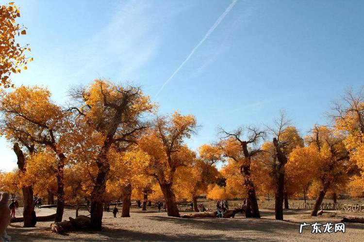 胡杨林在什么地方