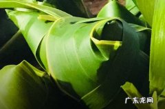 2023给领导的端午祝福语88句