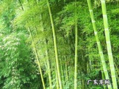 竹子代表什么象征意义