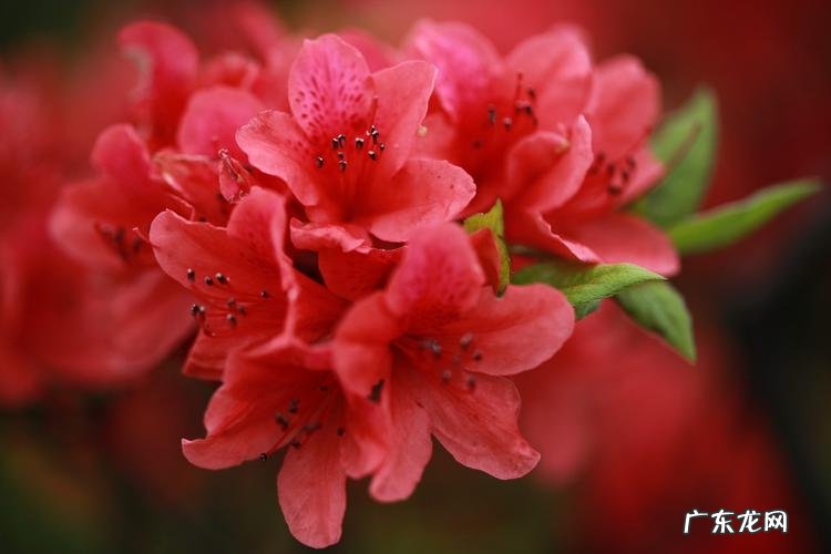 红色杜鹃花可以吃吗