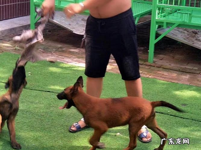 小马犬怎么挑选