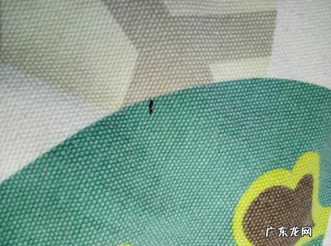 床上有蚂蚁如何彻底清除