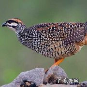 鹧鸪怎么读