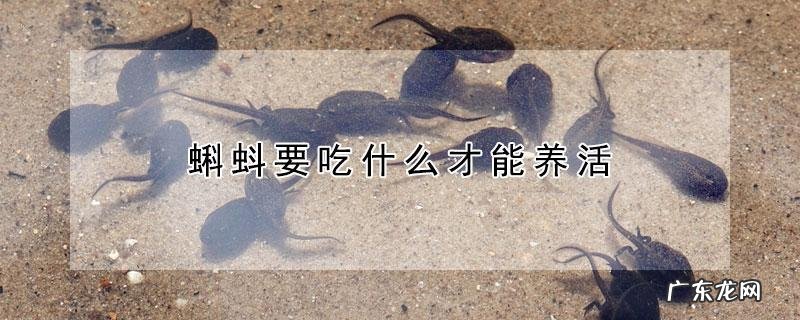蝌蚪是吃什么的
