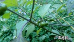 龙葵蛇花长得什么样