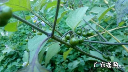 龙葵蛇花长得什么样
