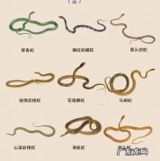 有毒蛇和无毒蛇怎么区分