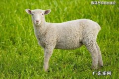 属羊人穿什么颜色最旺