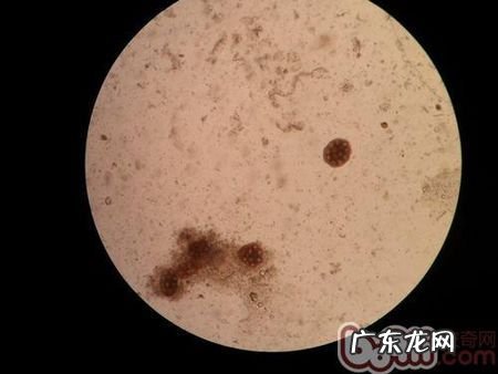狗狗绦虫怎么彻底清除