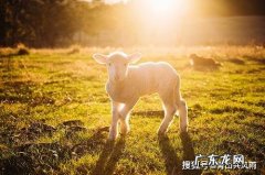 属羊人的晚年运势