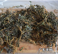 苦菜怎么晒干
