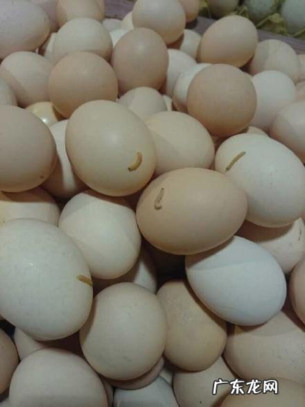 鸡蛋用塑料盒装三个月会长虫吗