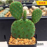 电脑防辐射的好方法