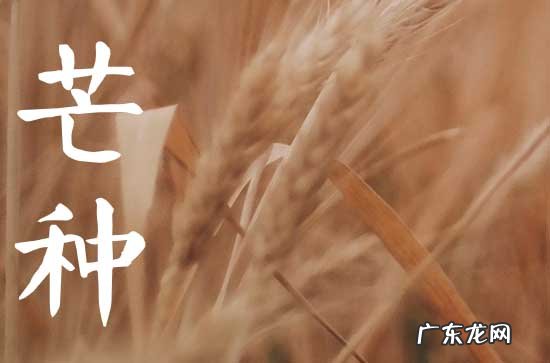 芒种体现的人生寓意