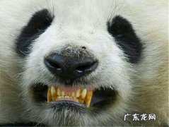 熊猫是鸟类还是兽类