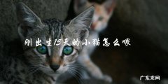 如何喂养刚出生15天的小猫？