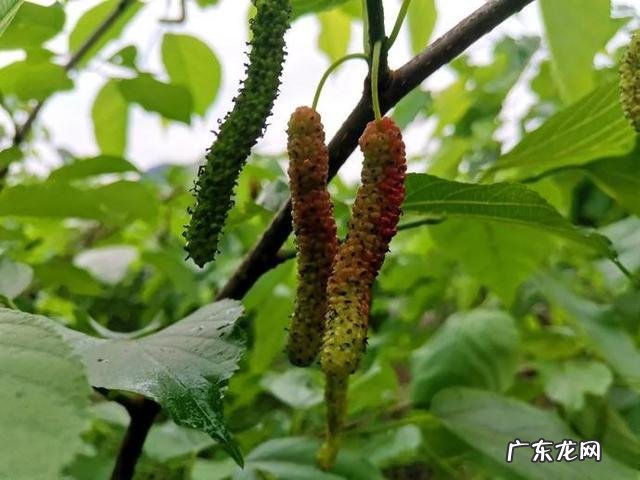 桑葚表面的毛须是什么