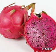 红心火龙果的功效与作用禁忌
