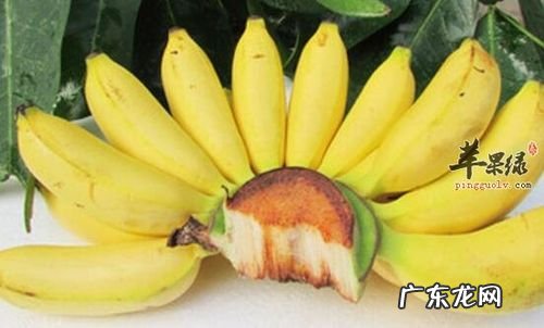 芭蕉的功效与作用禁忌