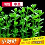 鱼缸内小对叶冬天会死吗
