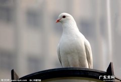 鸽子的本能是什么