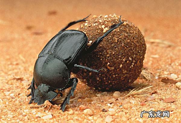 圣甲虫通常把粪加工成什么形状