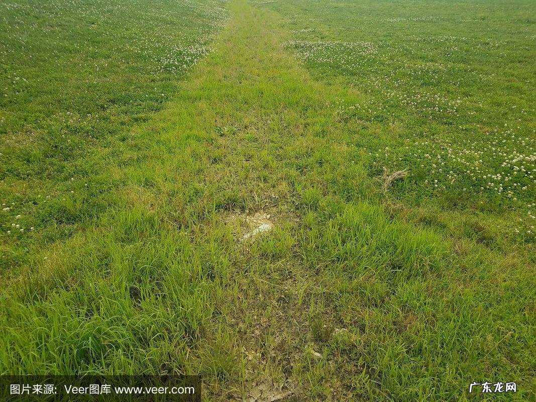 一地野草绿油油是什么生肖
