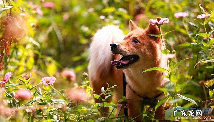 属狗的最忌讳什么