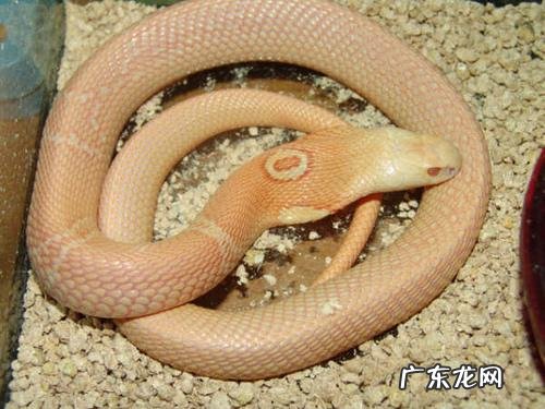 眼镜蛇以前叫什么名字