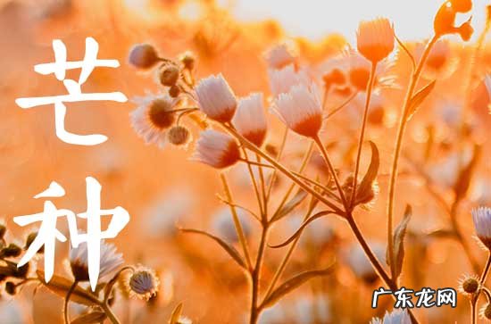 2023芒种是几月几号几点 2023芒种是哪一天什么时间